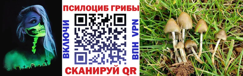 Псилоцибиновые грибы прущие грибы  Купить закладки  Куртамыш 